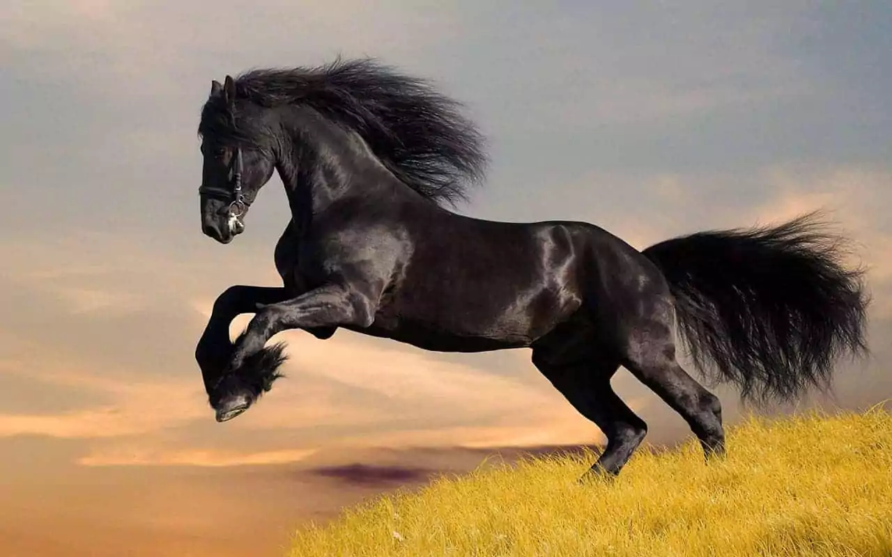 mơ thấy ngựa vào nhà